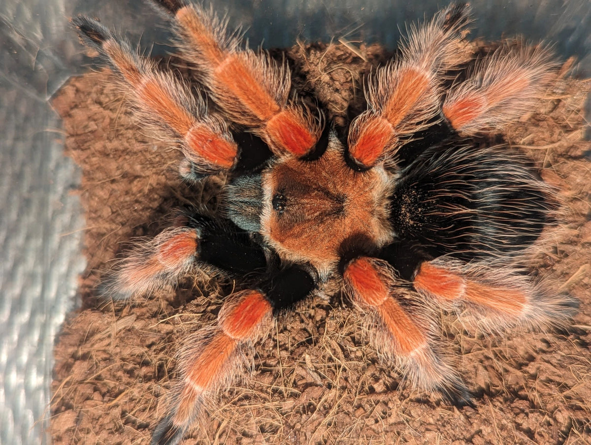 Brachypelma boehmei - Mexican Fire Leg Tarantula for Sale | Live Arrival Guarantee