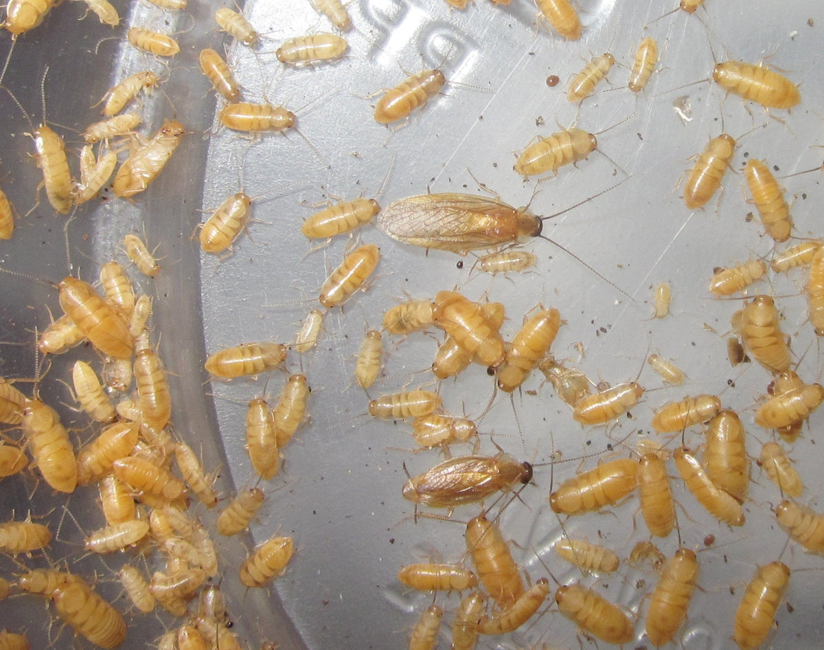 Compsodes schwarzi – Micro Hooded Roach | Tiny Prolific Species | Live Arrival Guarantee
