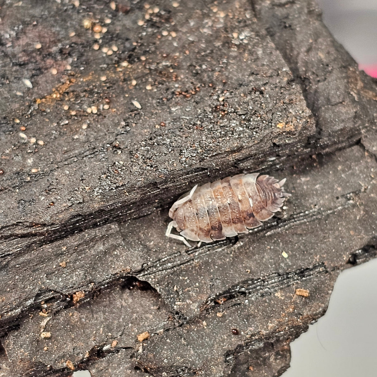 Koi Isopods (Porcellio scaber) (image 2 of 3)