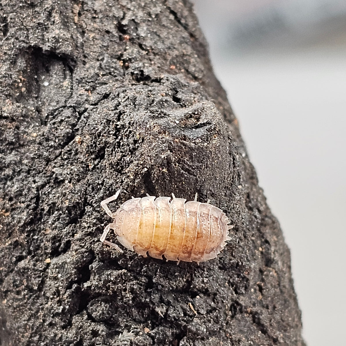 Koi Isopods (Porcellio scaber) (image 3 of 3)