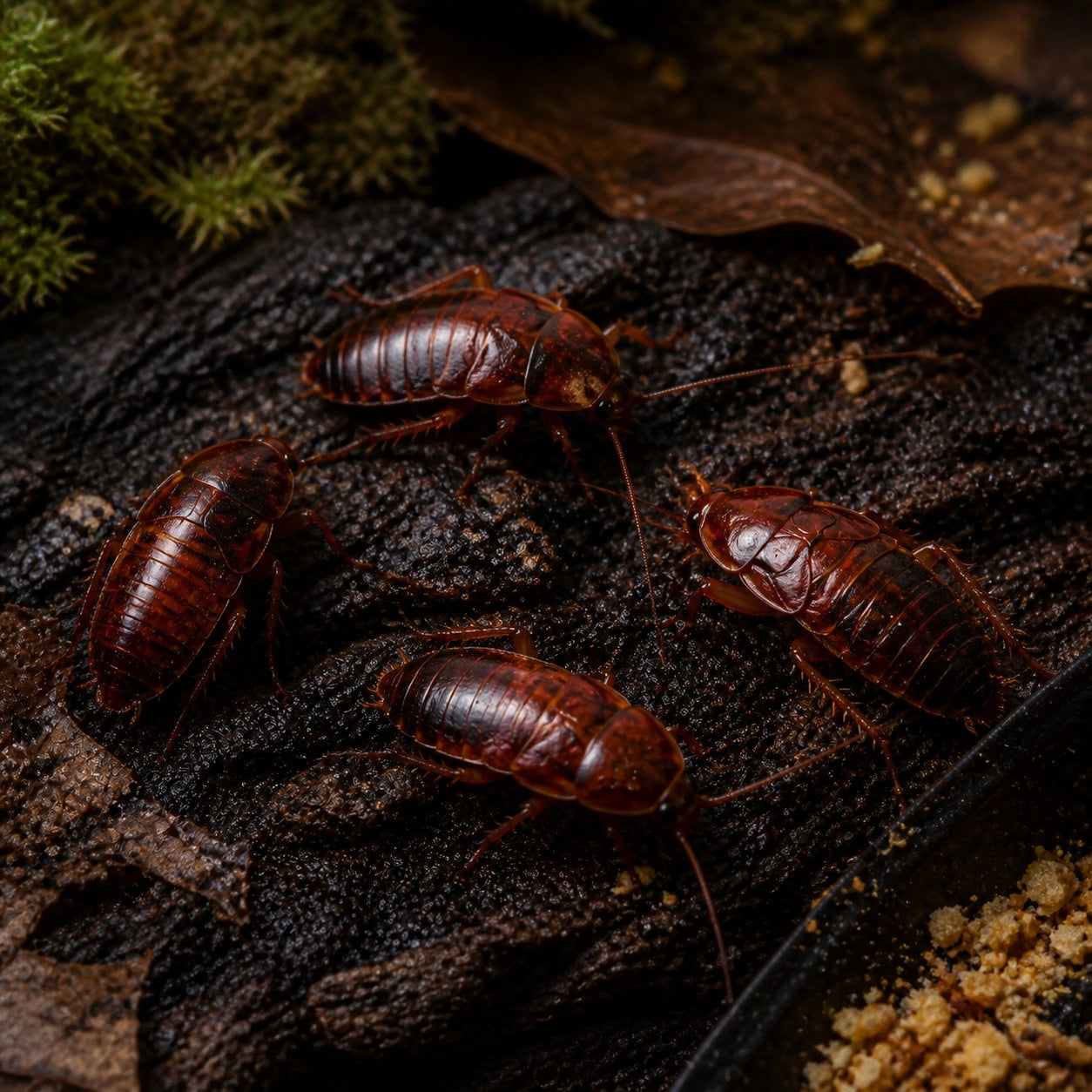Adult Female Red Runner Roaches (Blatta lateralis)