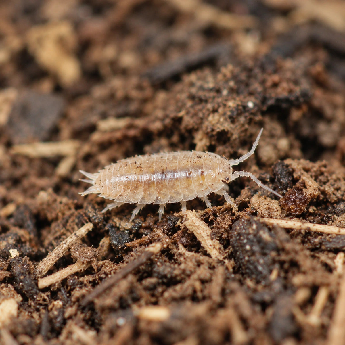 AI-generated reference-guided close view of an African Cape Niambia capensis isopod.