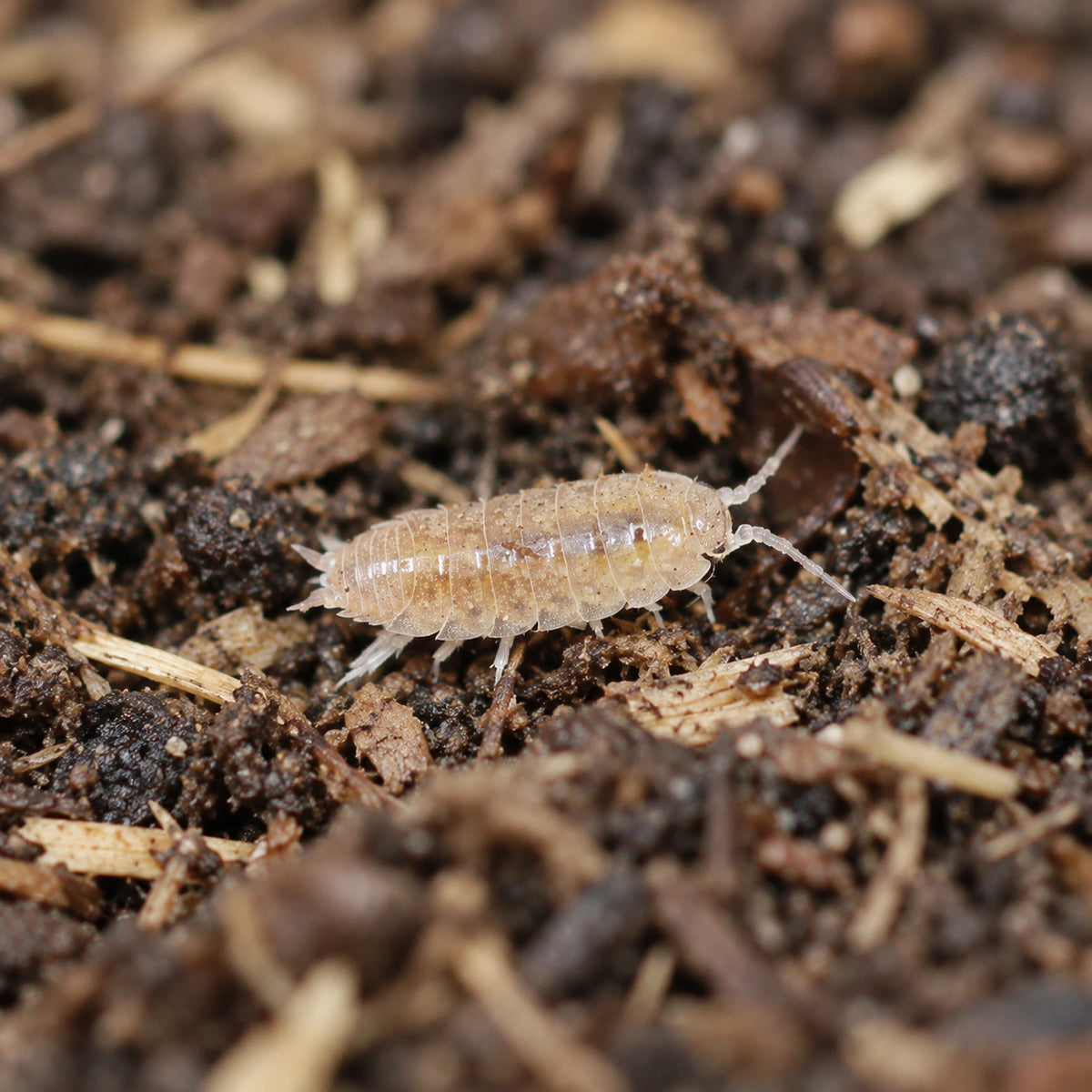 AI-generated reference-guided wide habitat view of an African Cape Niambia capensis isopod.