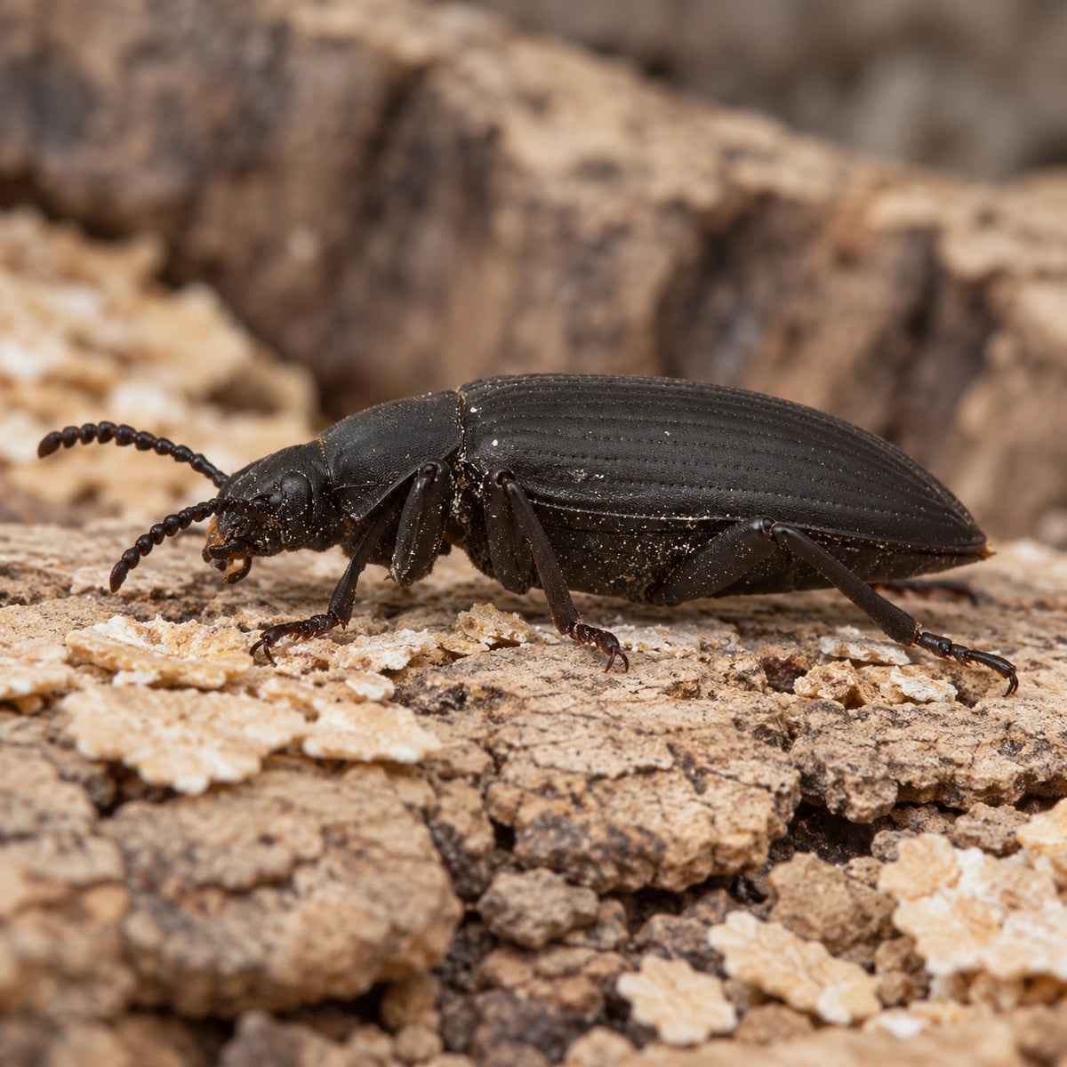 AI-generated reference-guided close view of adult superworm beetle (Zophobas morio). Reference: Brian Gratwicke, CC BY 2.0 (https://creativecommons.org/licenses/by/2.0/), via Wikimedia Commons. AI changes: setting and framing.