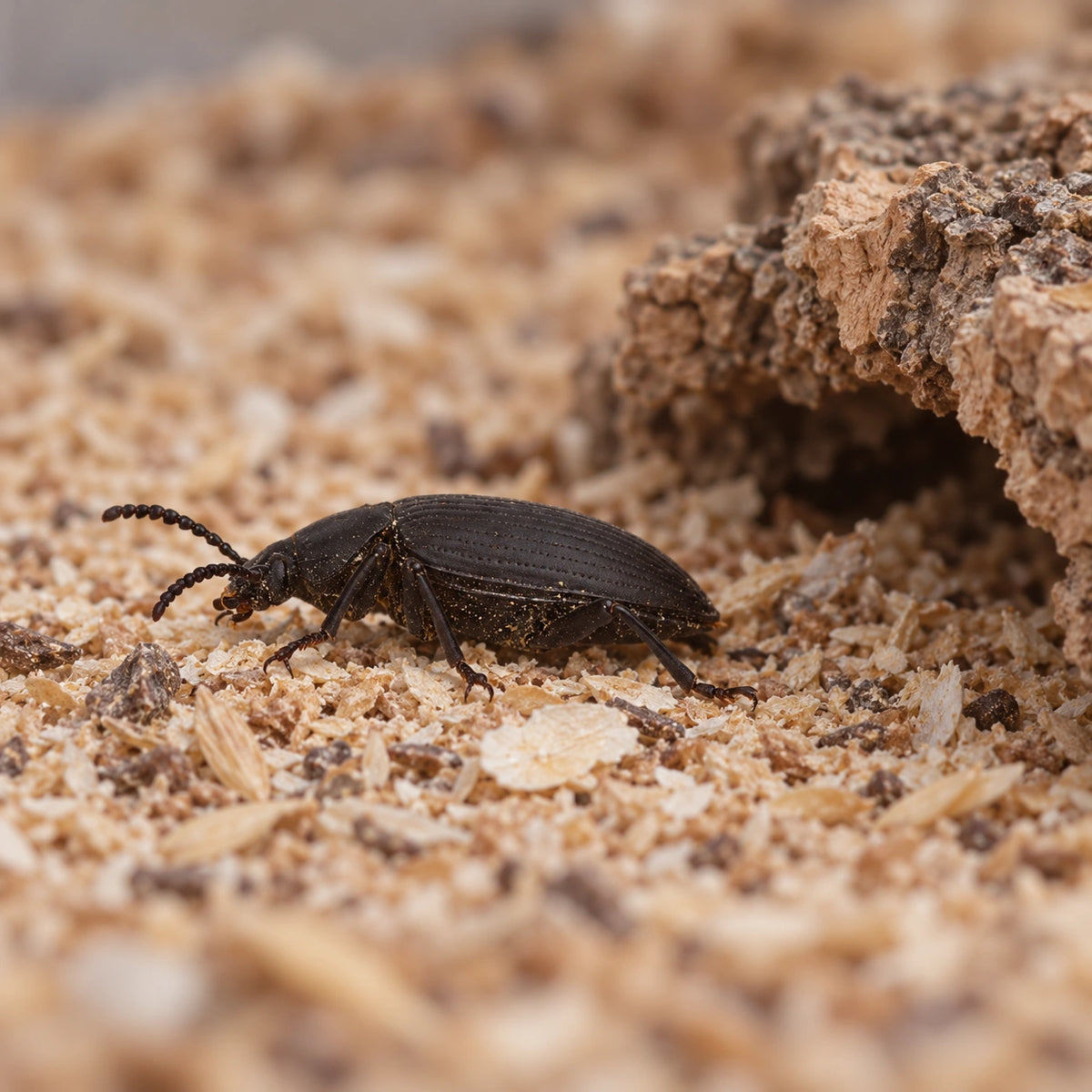 AI-generated reference-guided wide habitat view of adult superworm beetle (Zophobas morio). Reference: Brian Gratwicke, CC BY 2.0 (https://creativecommons.org/licenses/by/2.0/), via Wikimedia Commons. AI changes: setting and framing.