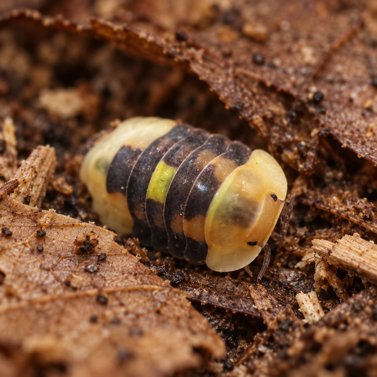 AI-generated reference-guided close view of Amber Firefly isopod (Cubaris sp.).
