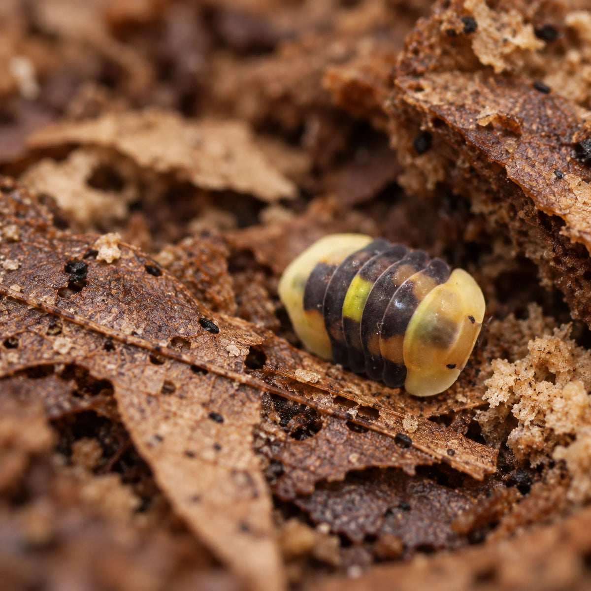 AI-generated reference-guided wide habitat view of Amber Firefly isopod (Cubaris sp.).