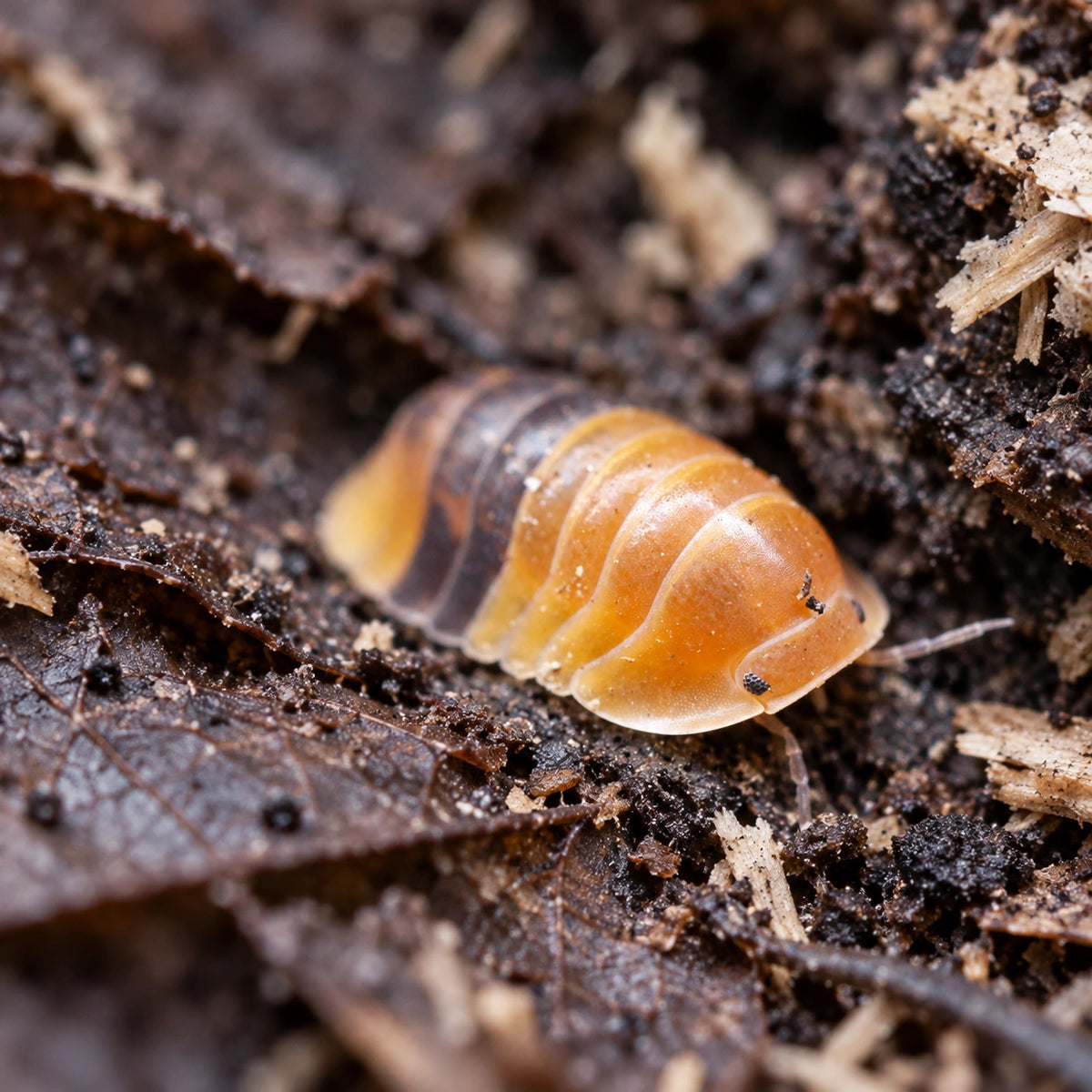 AI-generated reference-guided wide habitat view of Amber isopod (Cubaris sp.).