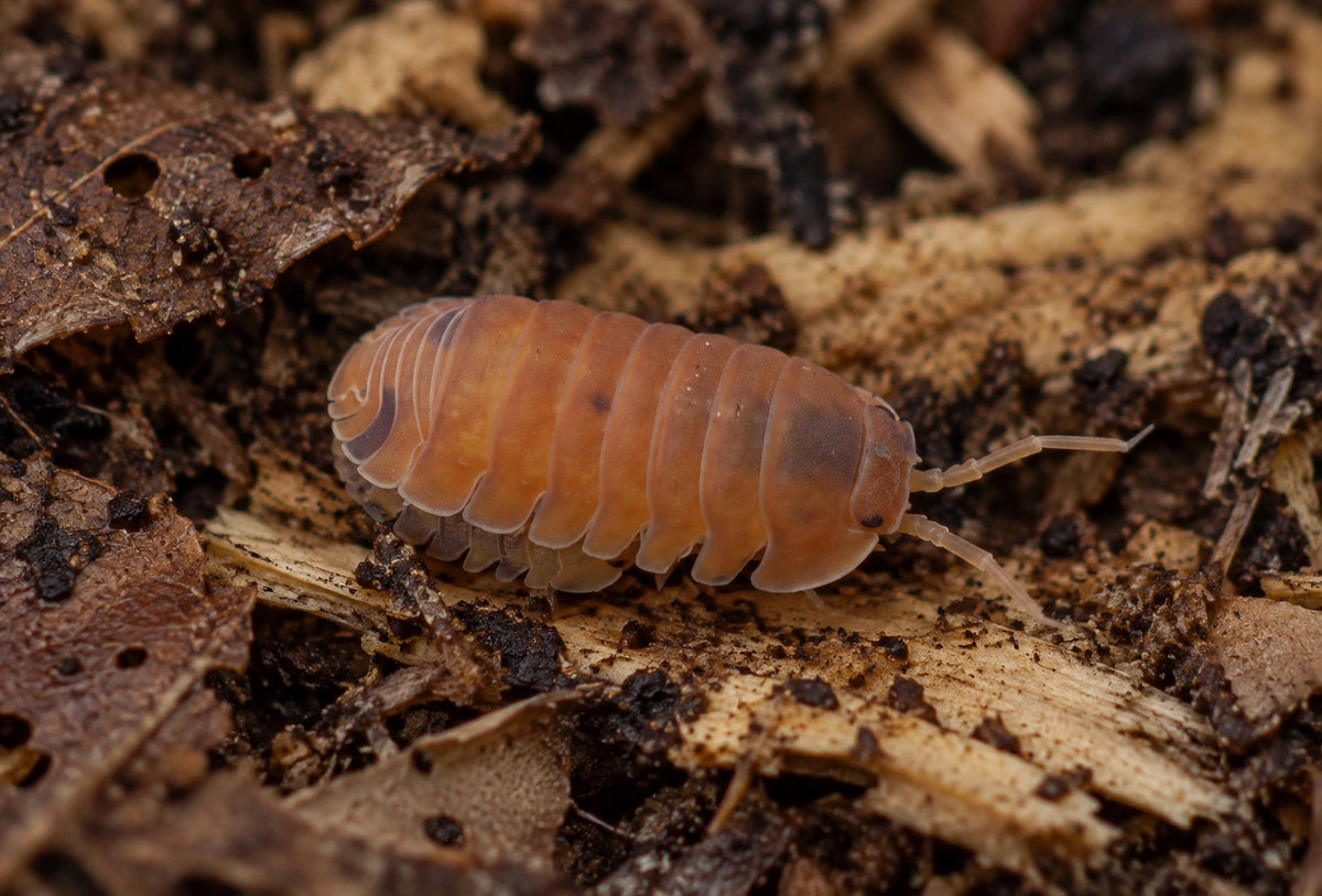 AI-generated reference-guided close view of a Cubaris murina Anemone isopod.