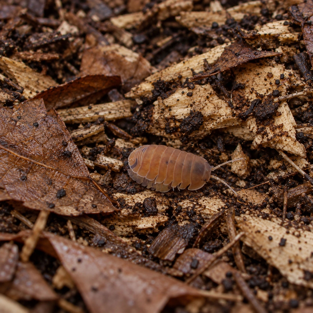 AI-generated reference-guided wide habitat view of a Cubaris murina Anemone isopod.