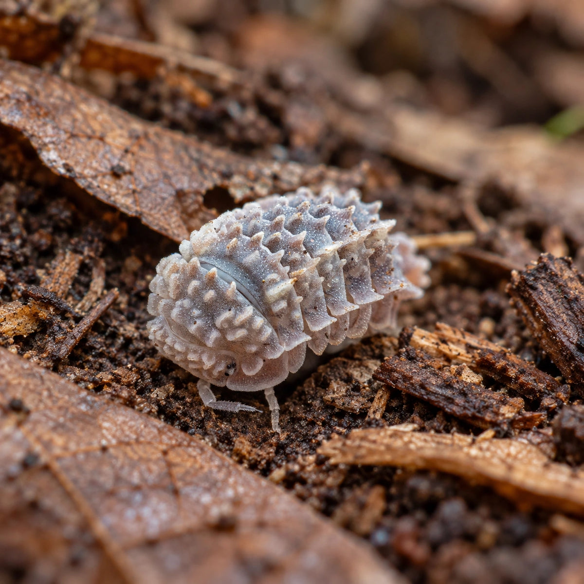 AI-generated reference-guided wide habitat view of Ankylosaur isopod.
