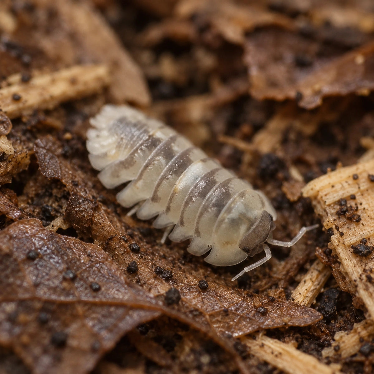 AI-generated reference-guided close view of an Armadillidium espanyoli Marbleized isopod.