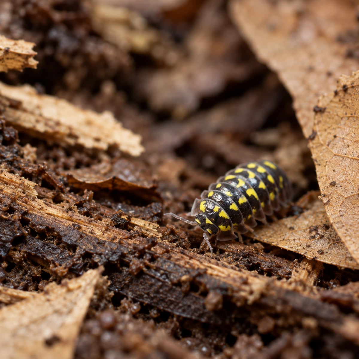 AI-generated reference-guided wide habitat view of an Armadillidium gestroi isopod among wood and leaf litter.