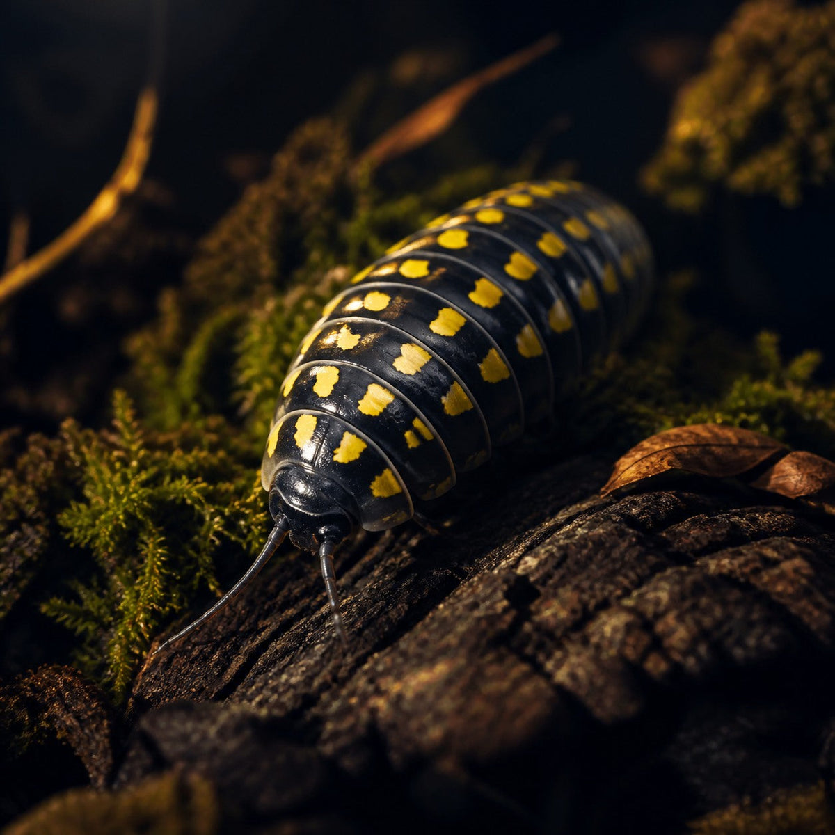Armadillidium gestroi Isopods