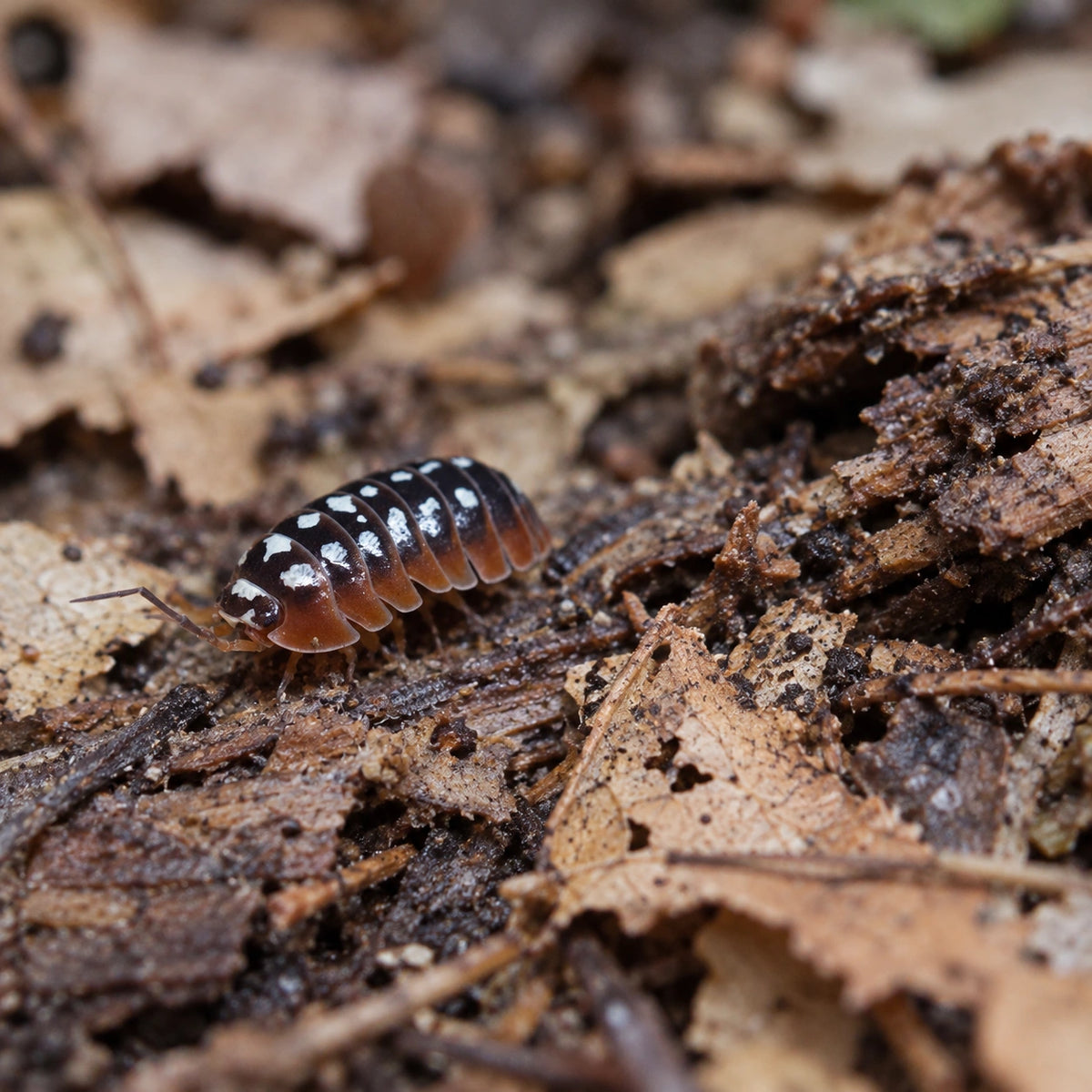 AI-generated reference-guided wide habitat view of an Armadillidium klugii Dubrovnik isopod.