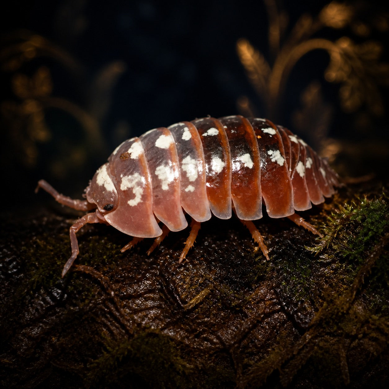 Armadillidium klugii "Dubrovnik" Isopods