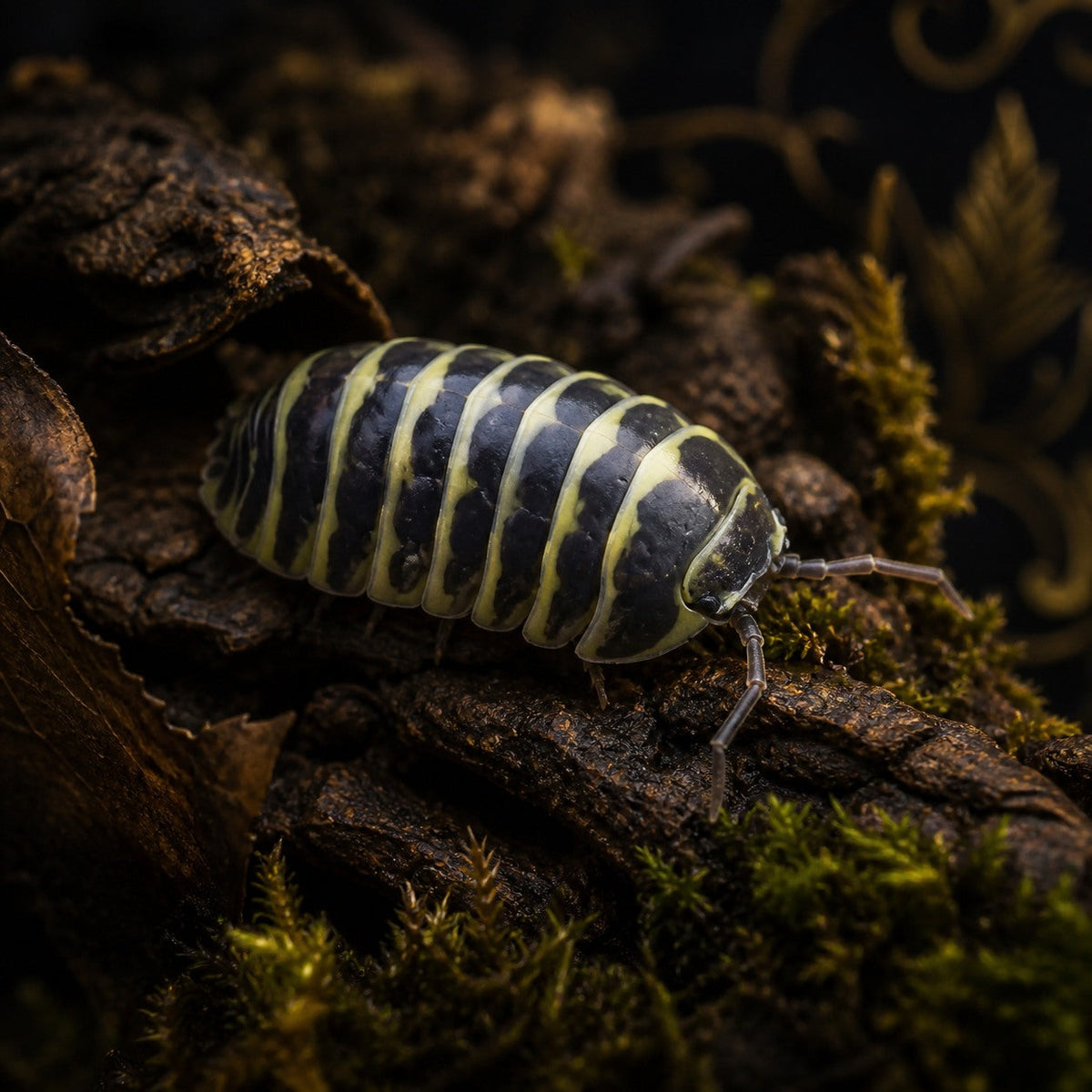 Armadillidium maculatum "Yellow Zebra" Isopods