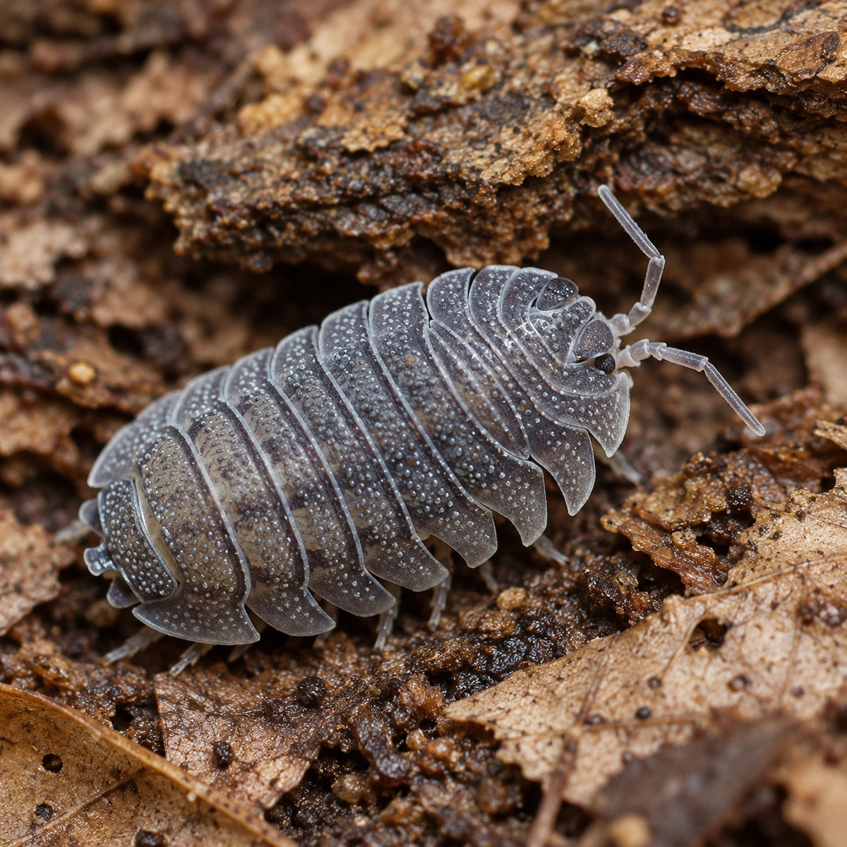 AI-generated reference-guided close view of an Armadillidium peraccae isopod with its natural textured shell.