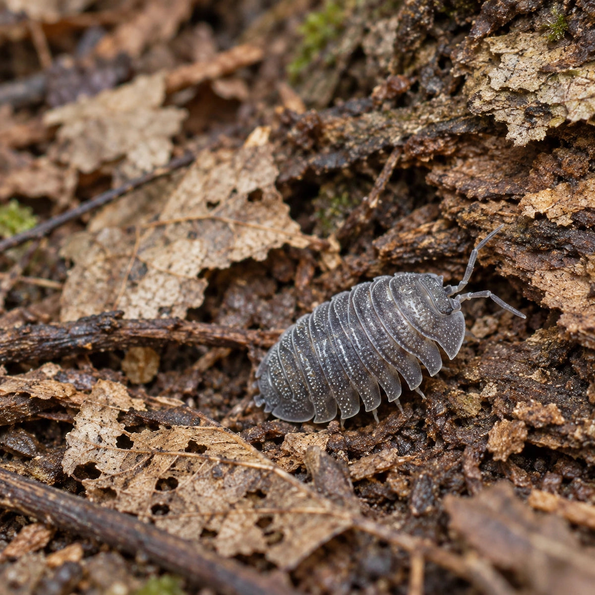 AI-generated reference-guided wide habitat view of an Armadillidium peraccae isopod among wood and leaf litter.