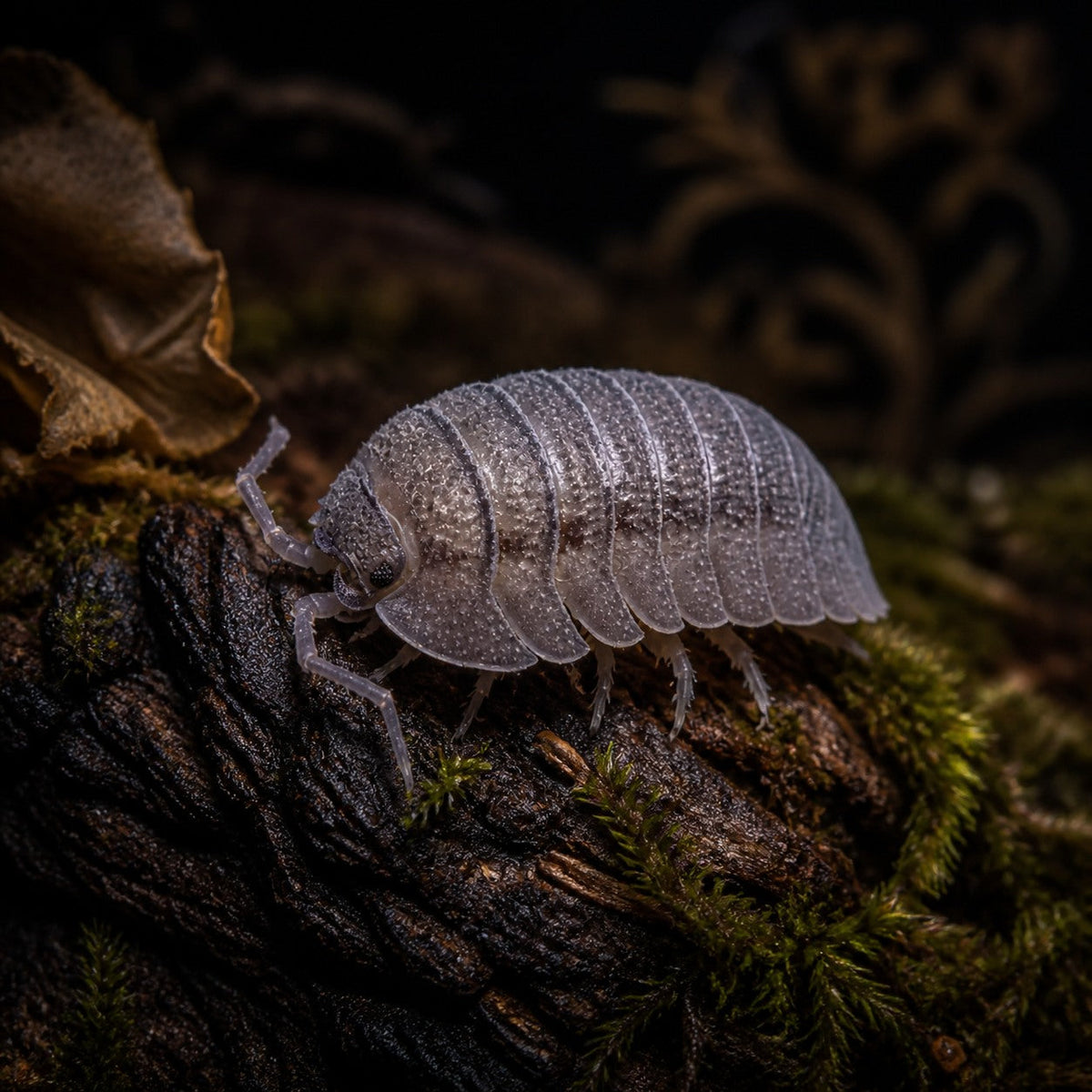 Armadillidium peraccae Isopods