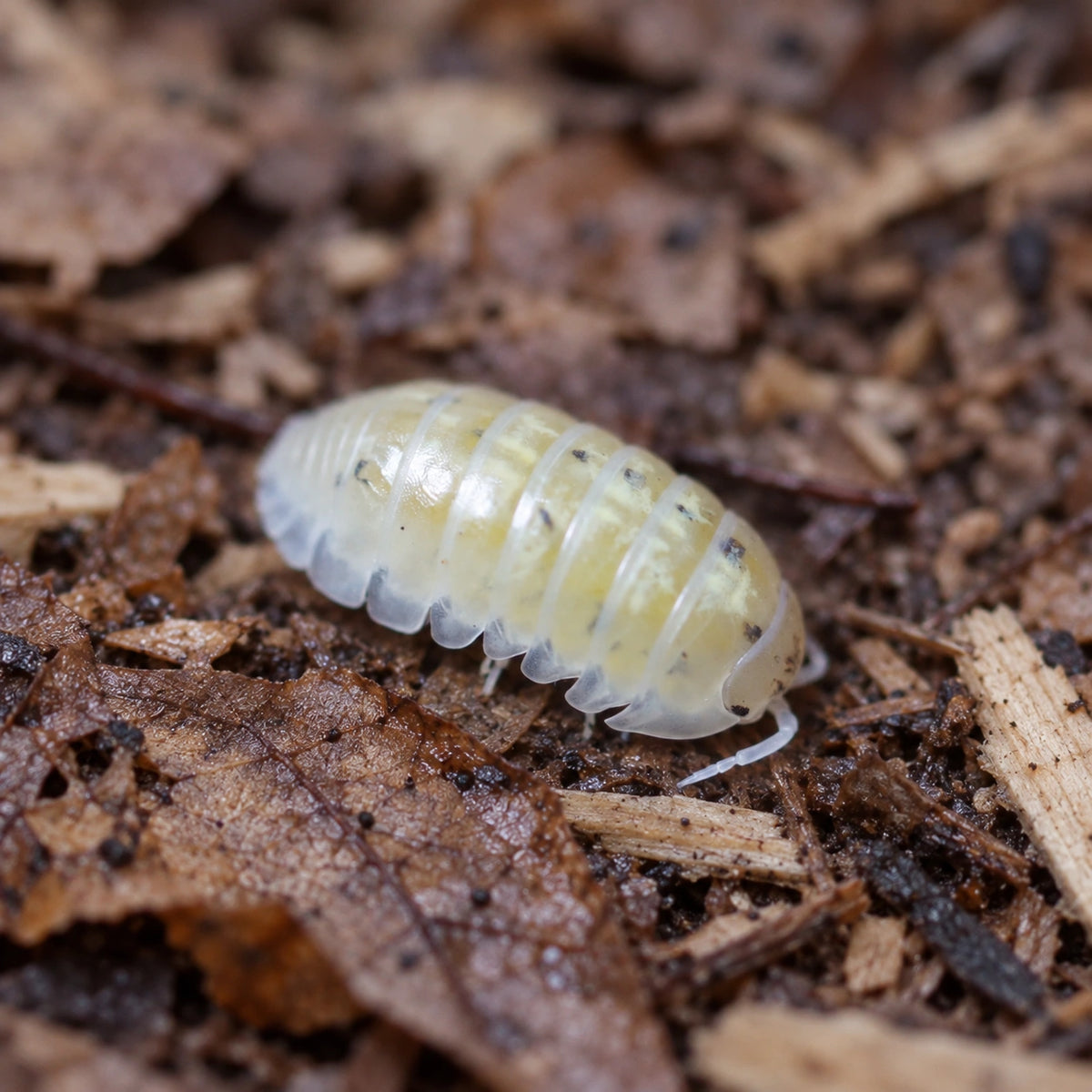 AI-generated reference-guided close view of a Japanese Magic Potion Armadillidium vulgare isopod.