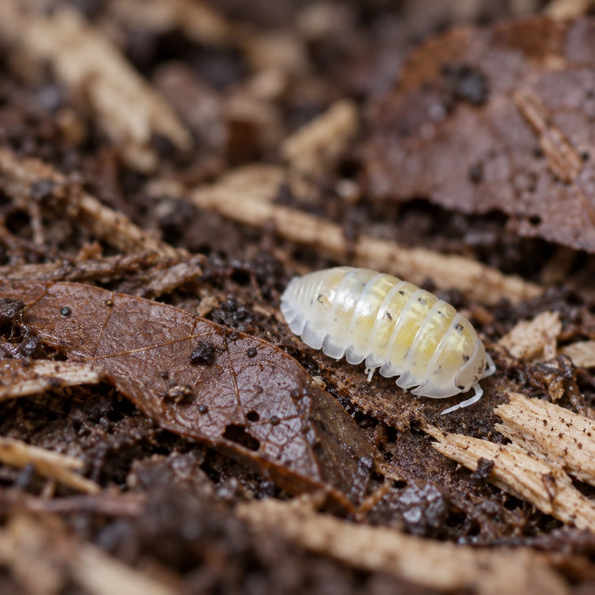 AI-generated reference-guided wide habitat view of a Japanese Magic Potion Armadillidium vulgare isopod.