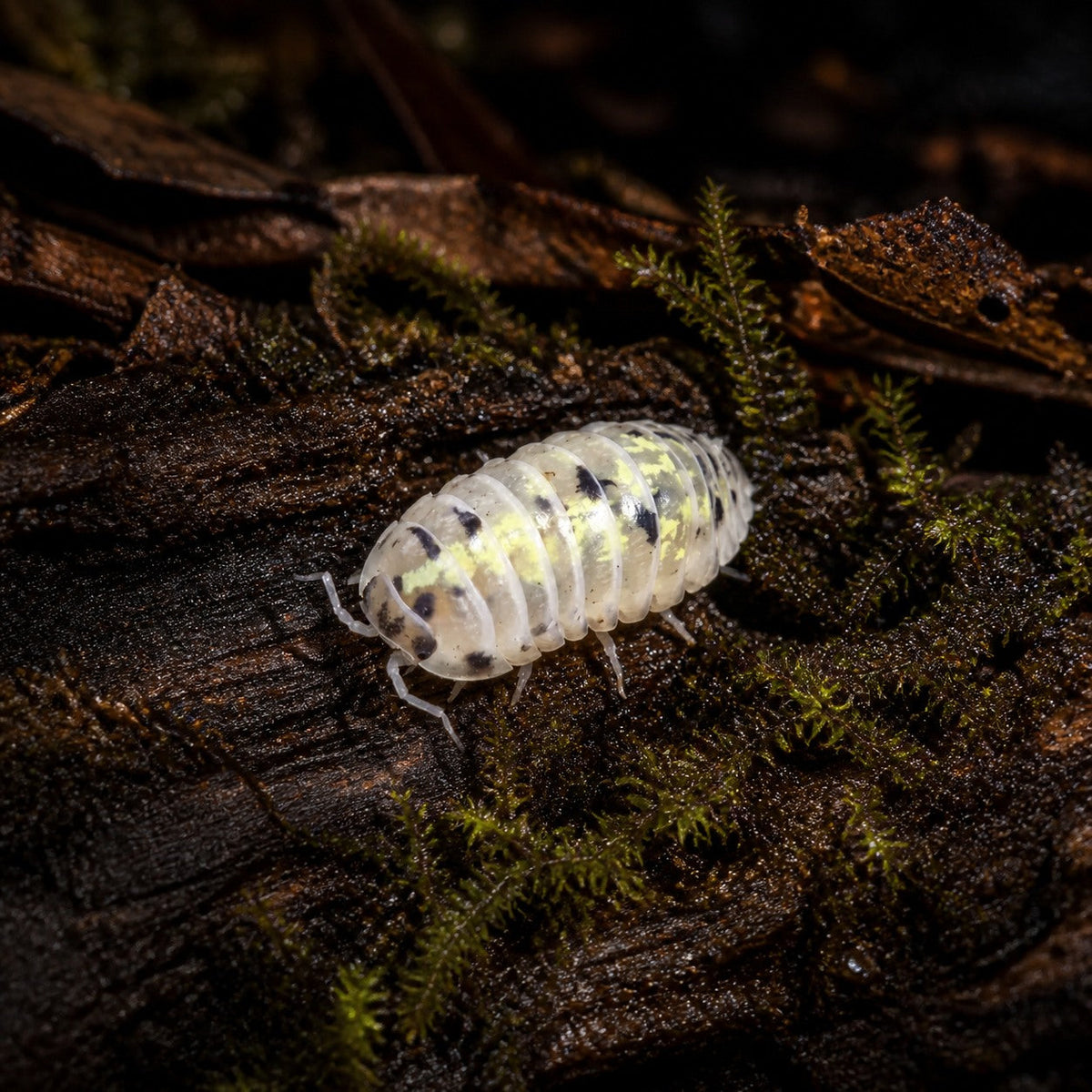 Armadillidium vulgare "Japanese Magic Potion" Isopods