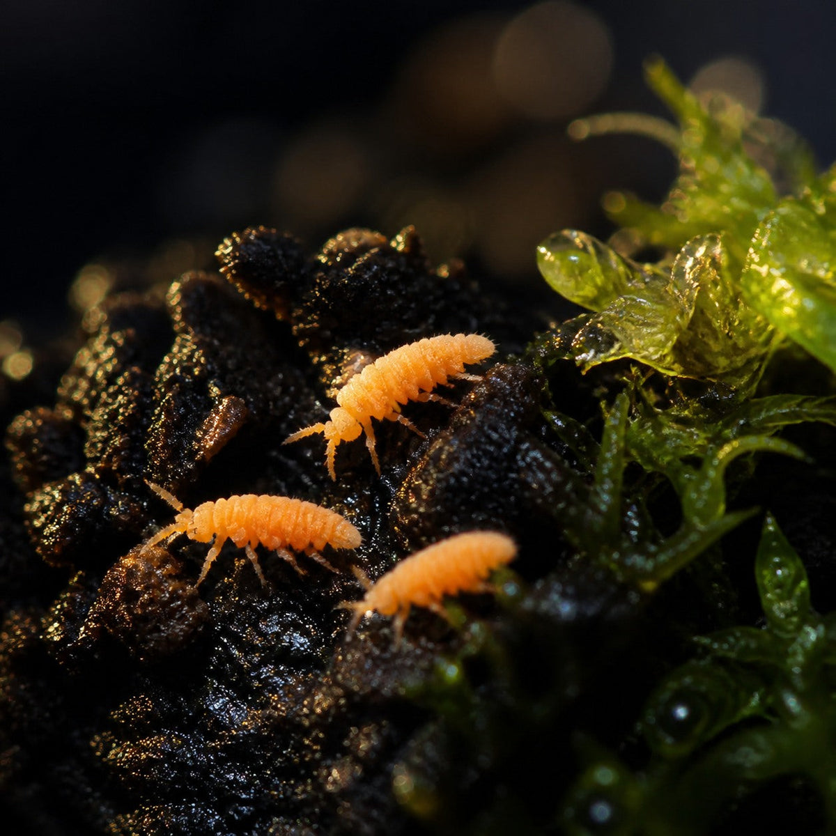 Asian Orange Springtails (Yuukianura aphoruroides)