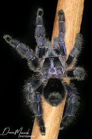 Avicularia purpurea - Purple Pink Toe Tarantula for Sale | Live Arrival Guarantee