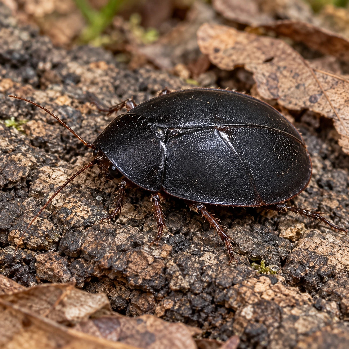 AI-generated reference-guided close view of female beetle mimic roach (Ergaula pilosa). Real anatomy reference: Roach Crossing. AI-generated new habitat and framing.
