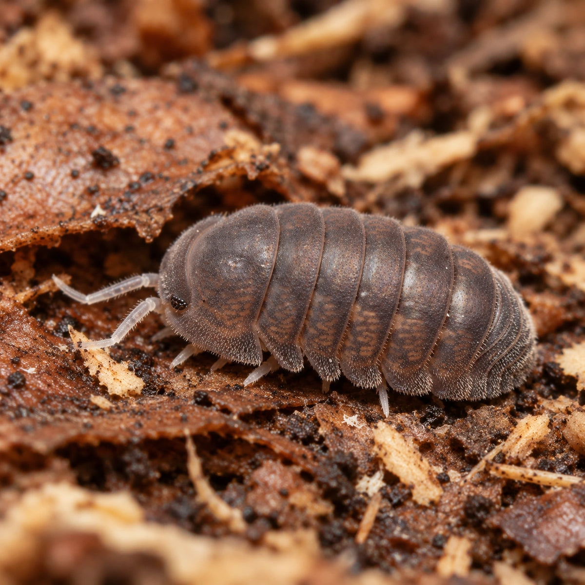 AI-generated reference-guided close view of Black Bear isopod (Venezillo sp.).