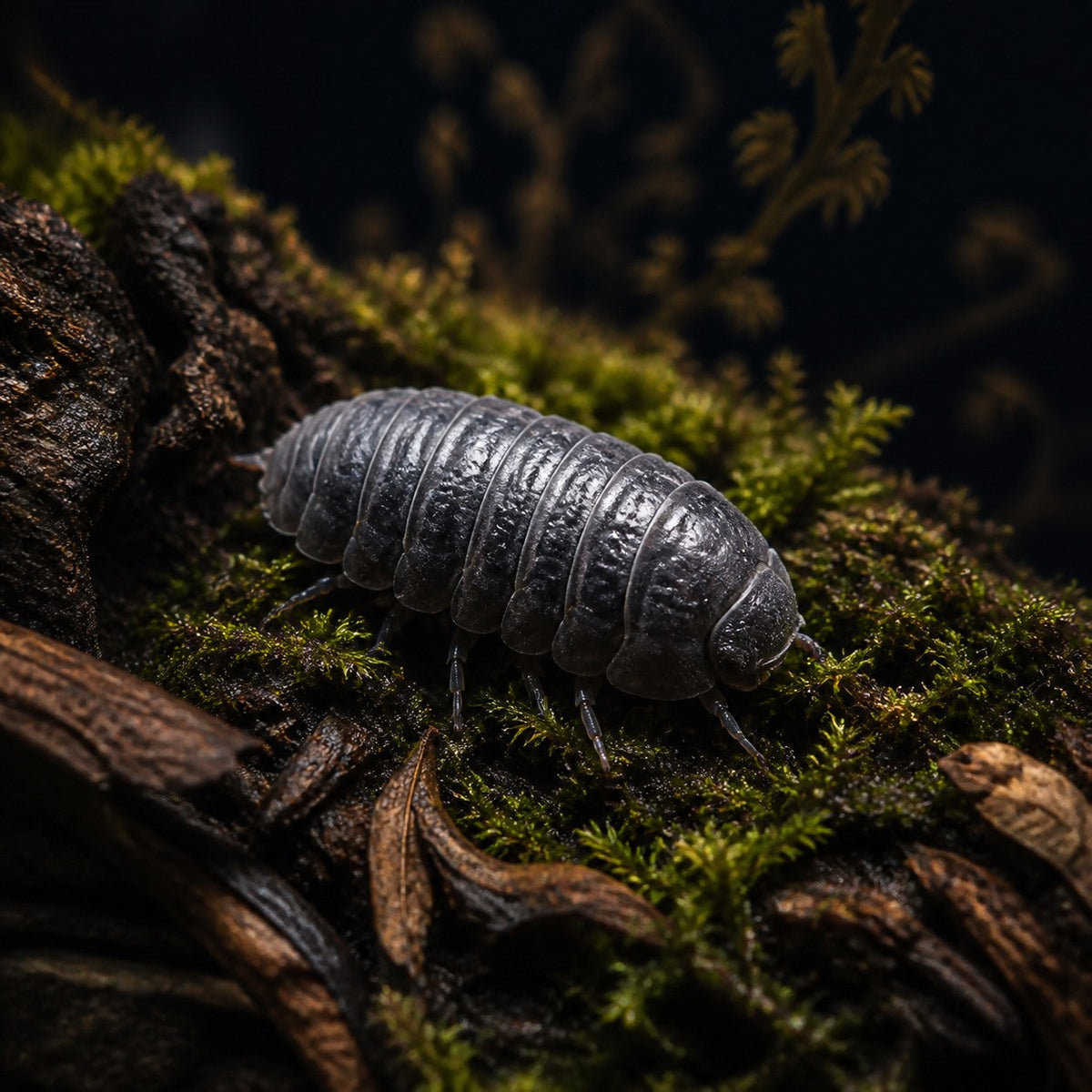 Black Bear Isopods (Venezillo sp.)
