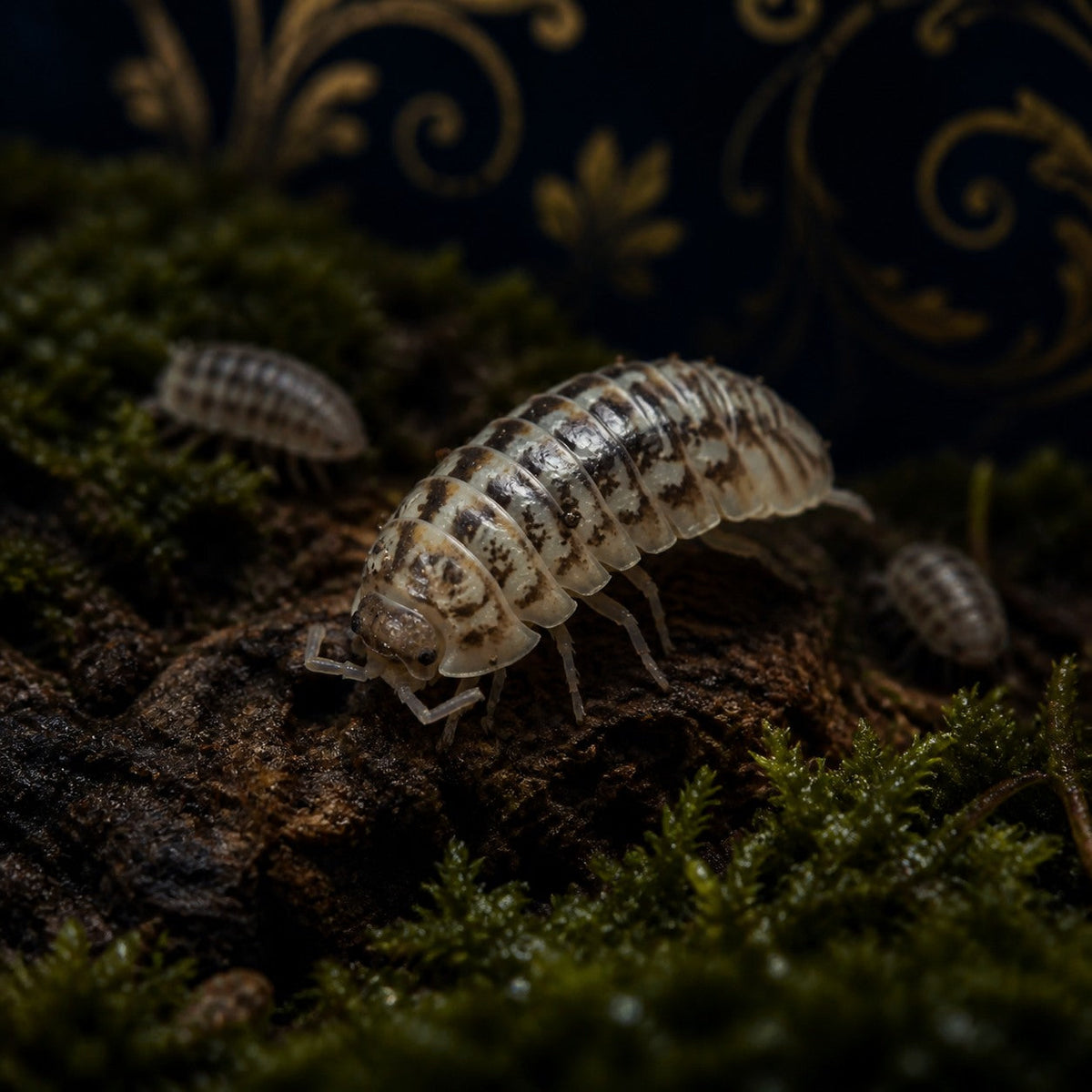 Black Point Isopods (Venezillo parvus)