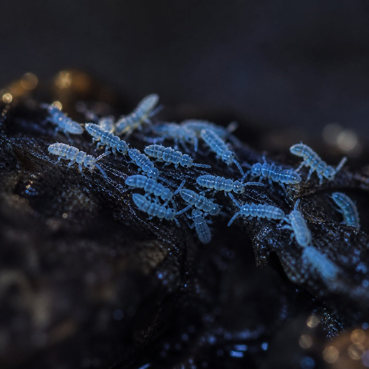 Blue Podura Springtails (Proisotoma minuta)