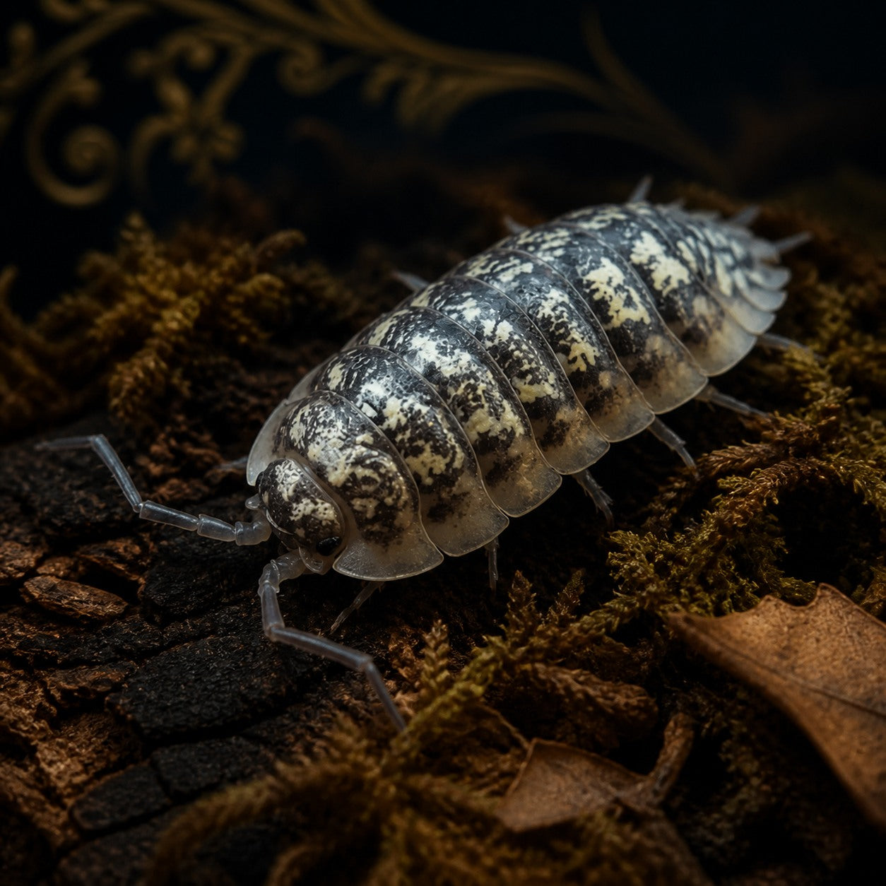 Bright Haasi Isopods (Porcellio haasi)