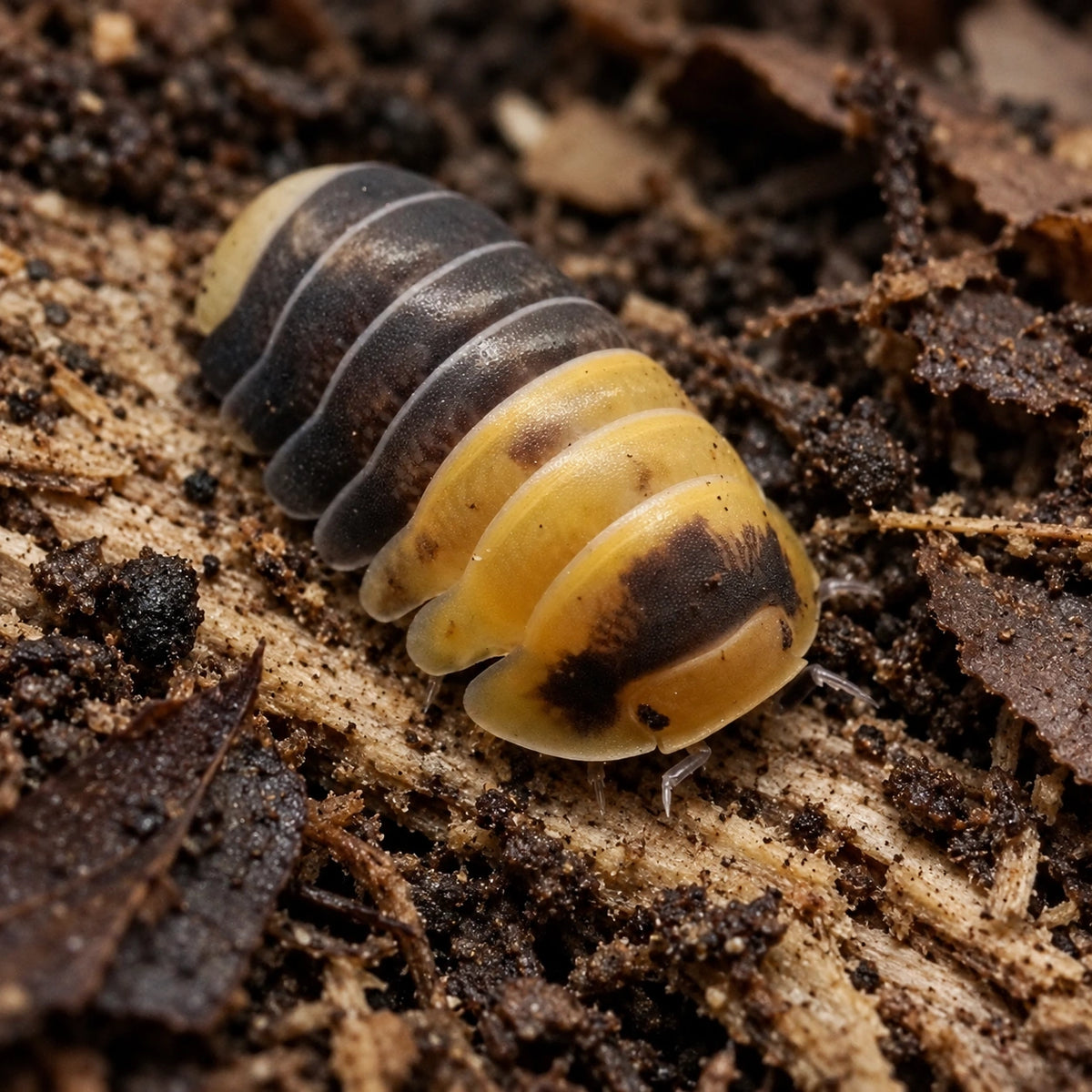 AI-generated reference-guided close view of a Cubaris Bumblebee isopod on decomposing wood.