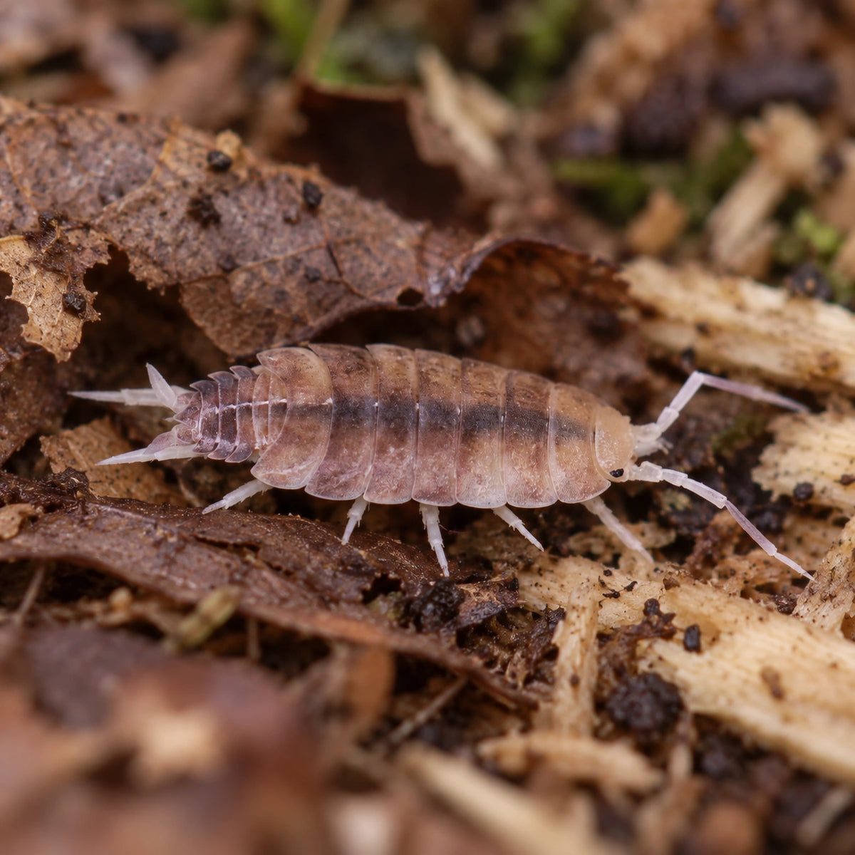 AI-generated reference-guided close view of Butter Pecan isopod.