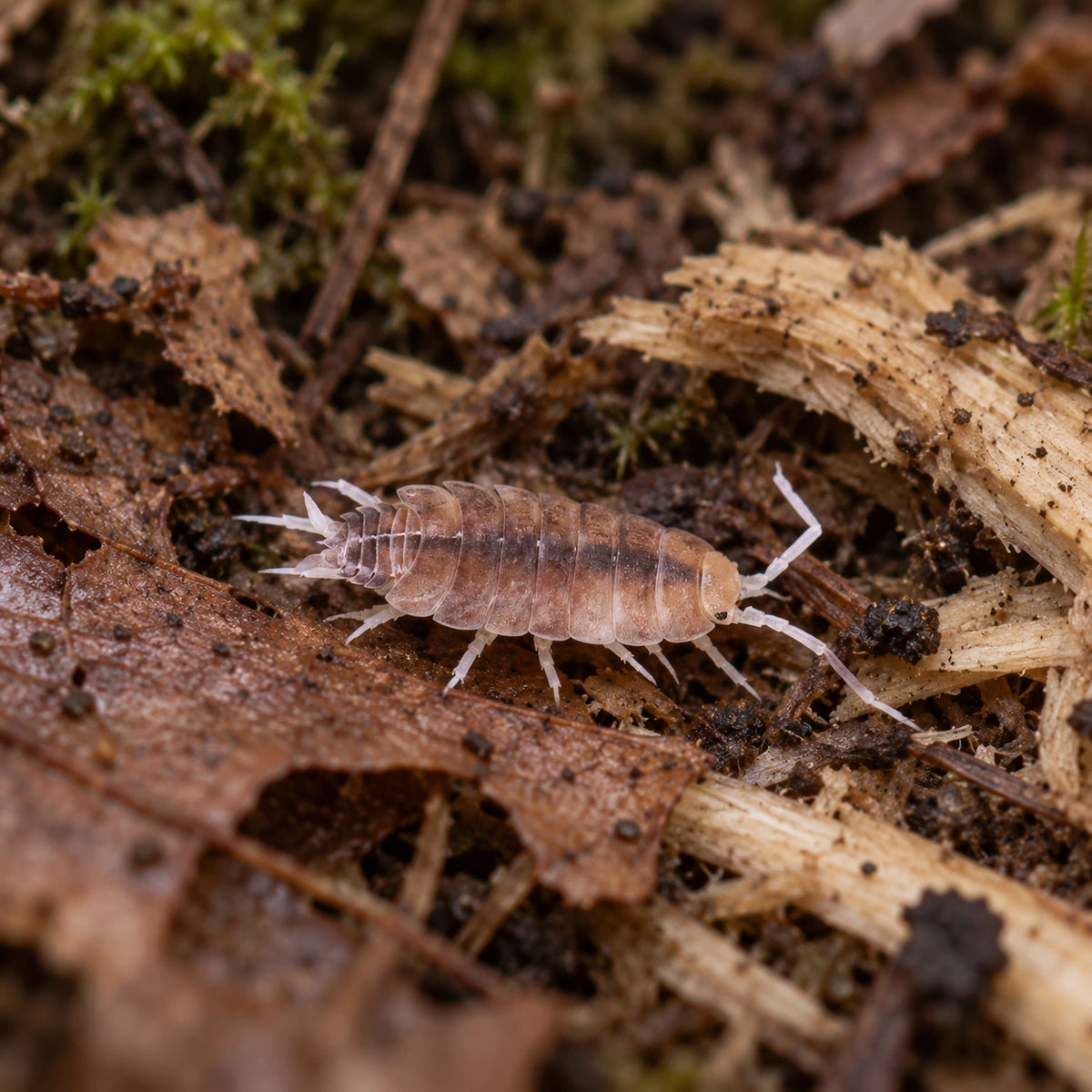AI-generated reference-guided wide habitat view of Butter Pecan isopod.