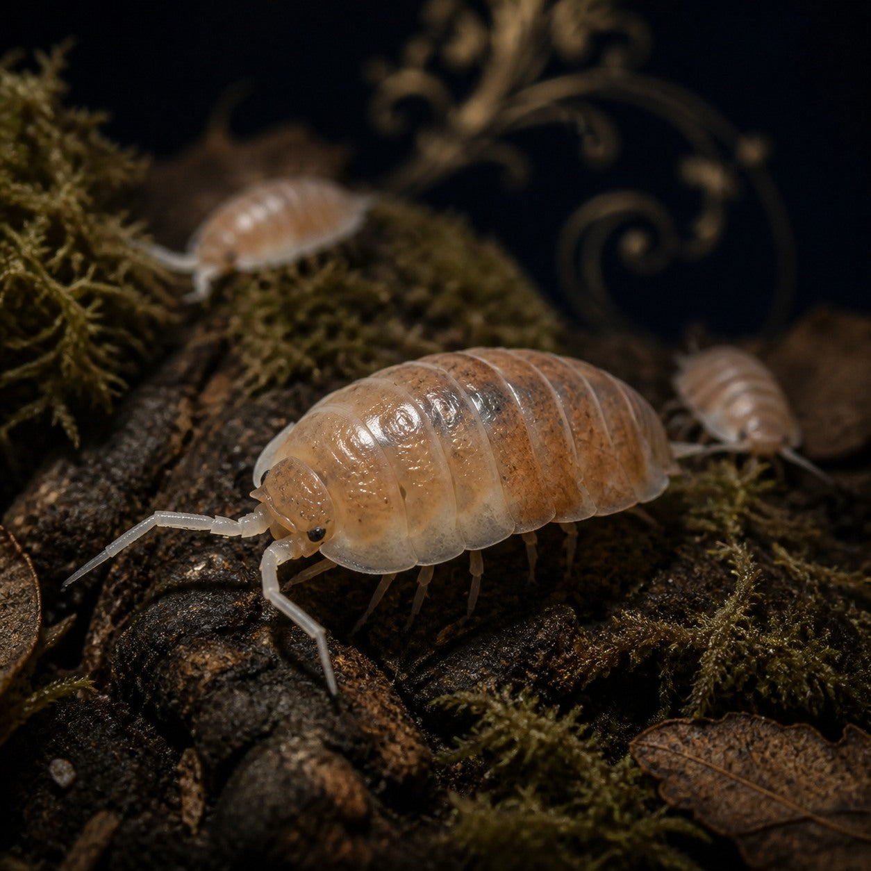 Butter Pecan Isopods (Porcellionides pruinosus)