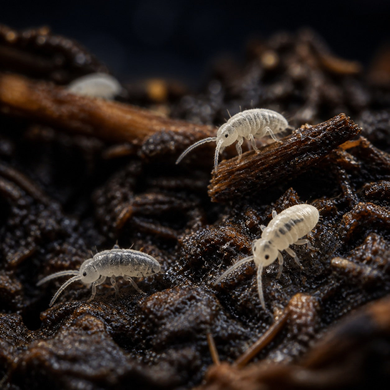 Bylas Ant Springtails (Pseudosinella violenta)