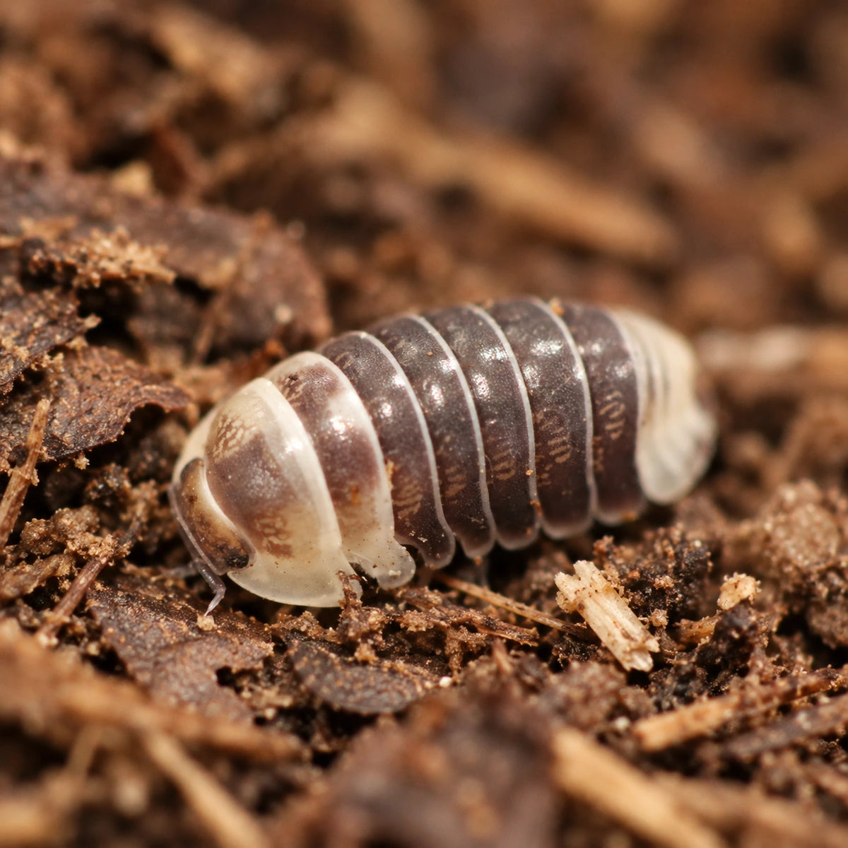 AI-generated reference-guided close view of Castle Black isopod.