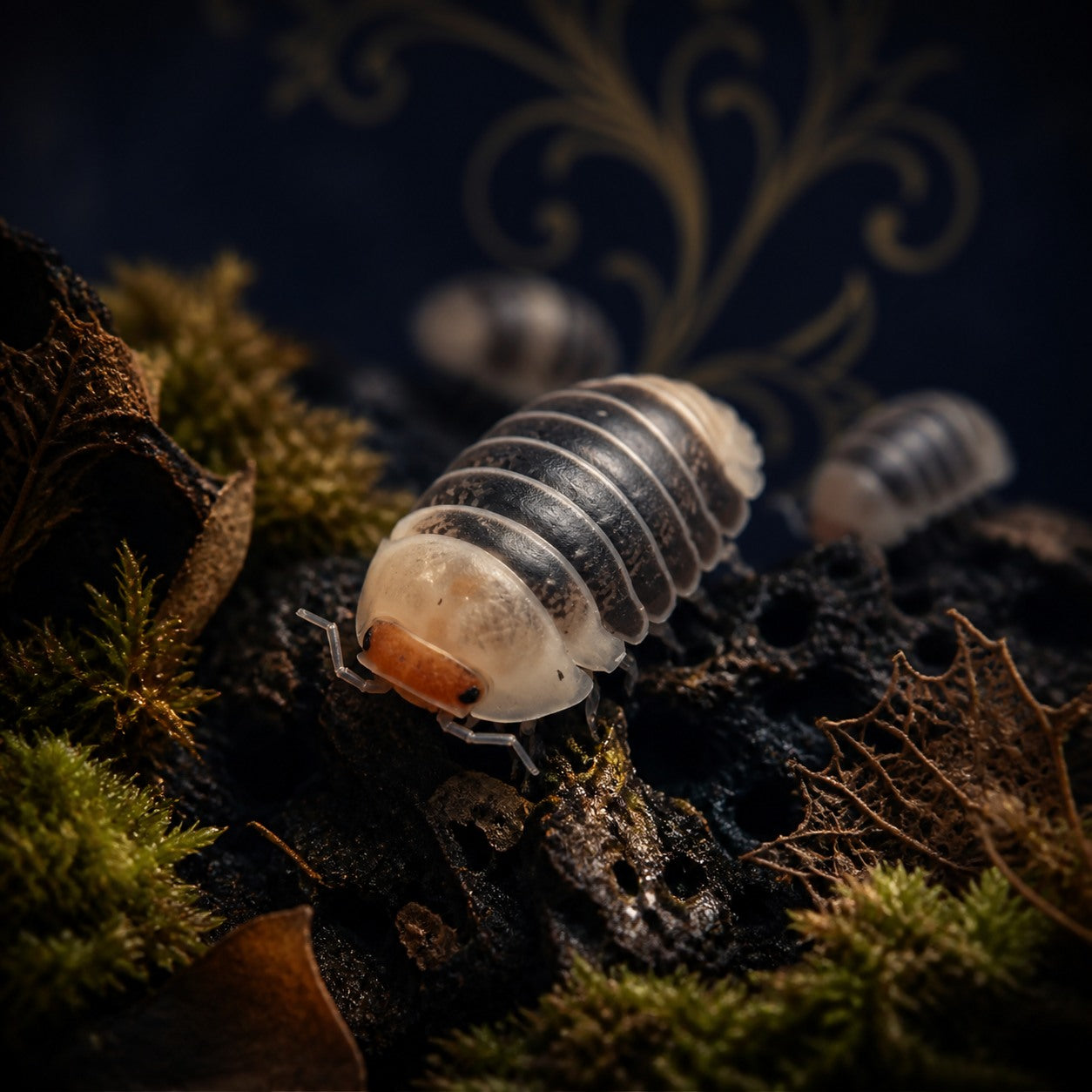 Castle Black Isopods (Venezillo sp.)