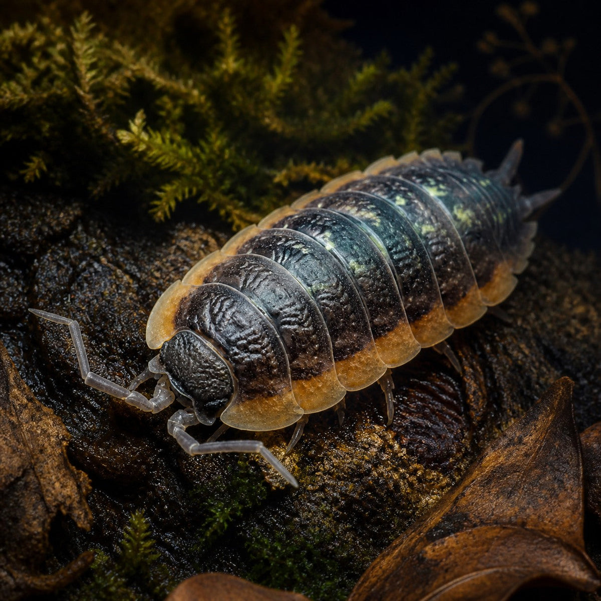 Cave Troglophila Isopods (Porcellio duboscqui troglophila)