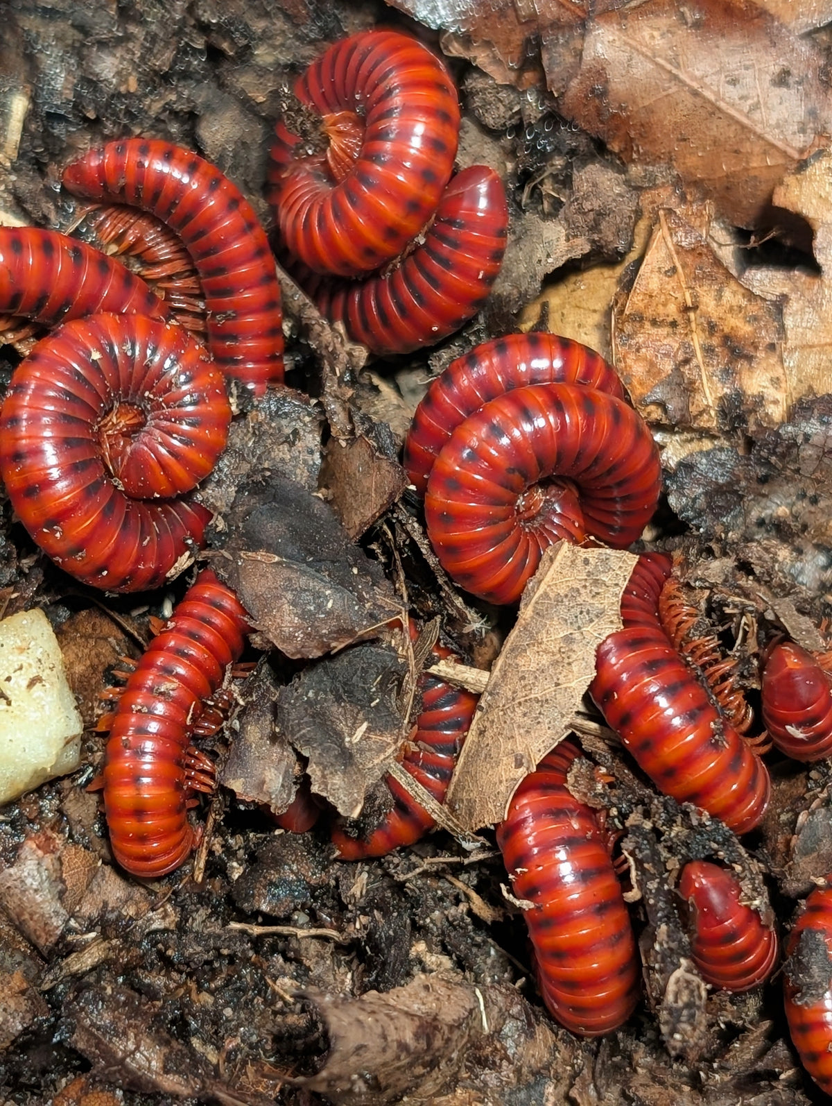 Centrobolus splendidus – Mozambique Red Fire Millipede | Vibrant Red Species | Live Arrival Guarantee
