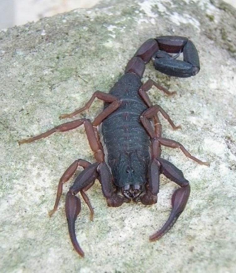 Centruroides gracilis – Florida Bark Scorpion | Large Arboreal Species | Live Arrival Guarantee
