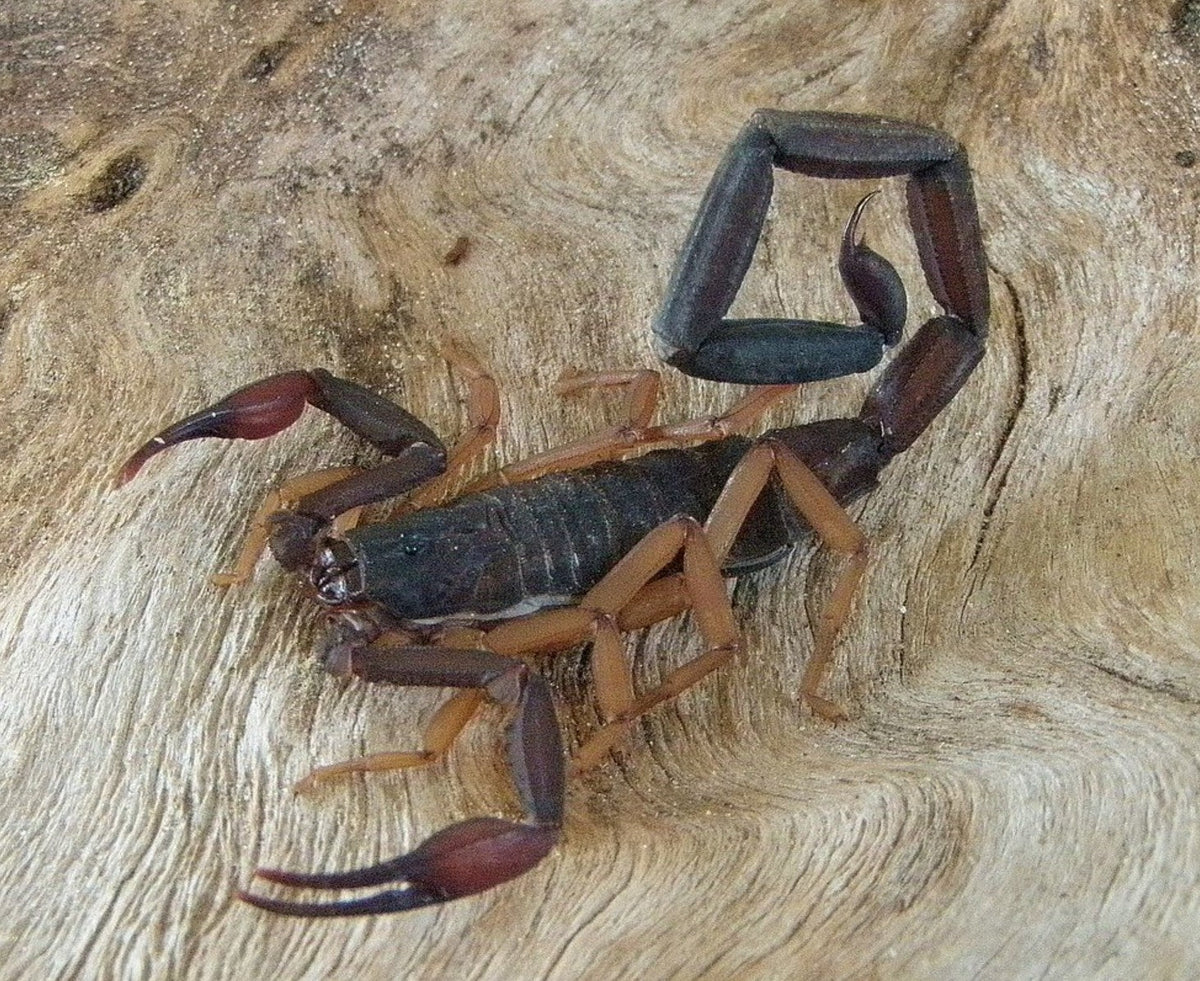 Centruroides gracilis – Florida Bark Scorpion | Large Arboreal Species | Live Arrival Guarantee
