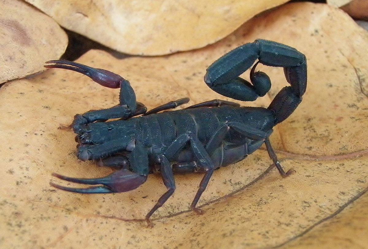 Centruroides gracilis – Florida Bark Scorpion | Large Arboreal Species | Live Arrival Guarantee