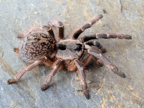 Ceratogyrus darlingi - Rear Horned Baboon Tarantula for Sale | Live Arrival Guarantee