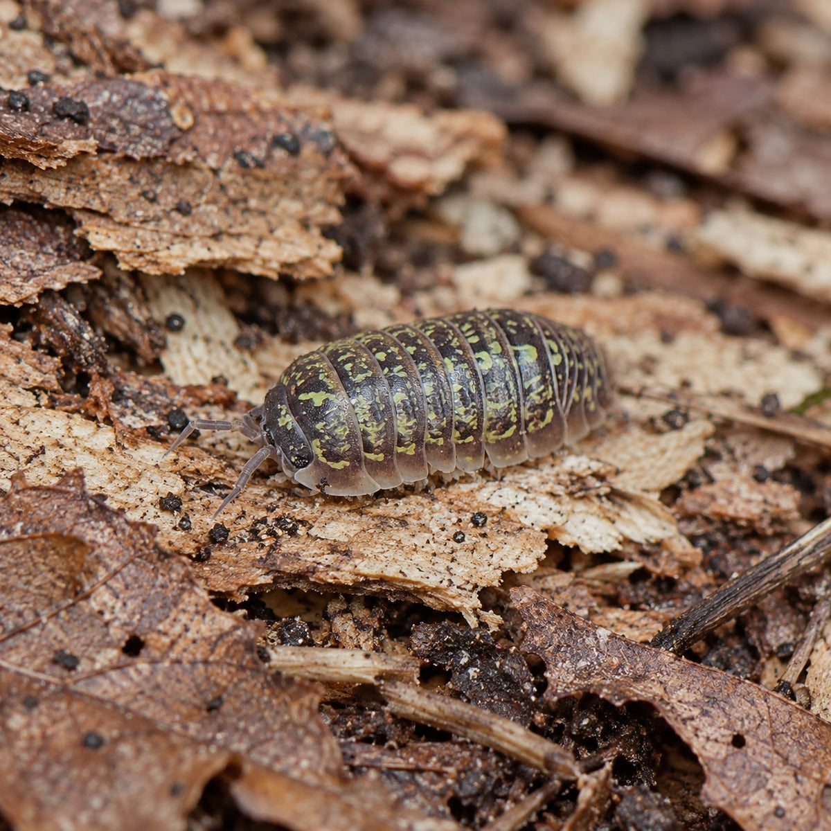 AI-generated reference-guided wide habitat view of Ceska isopod.