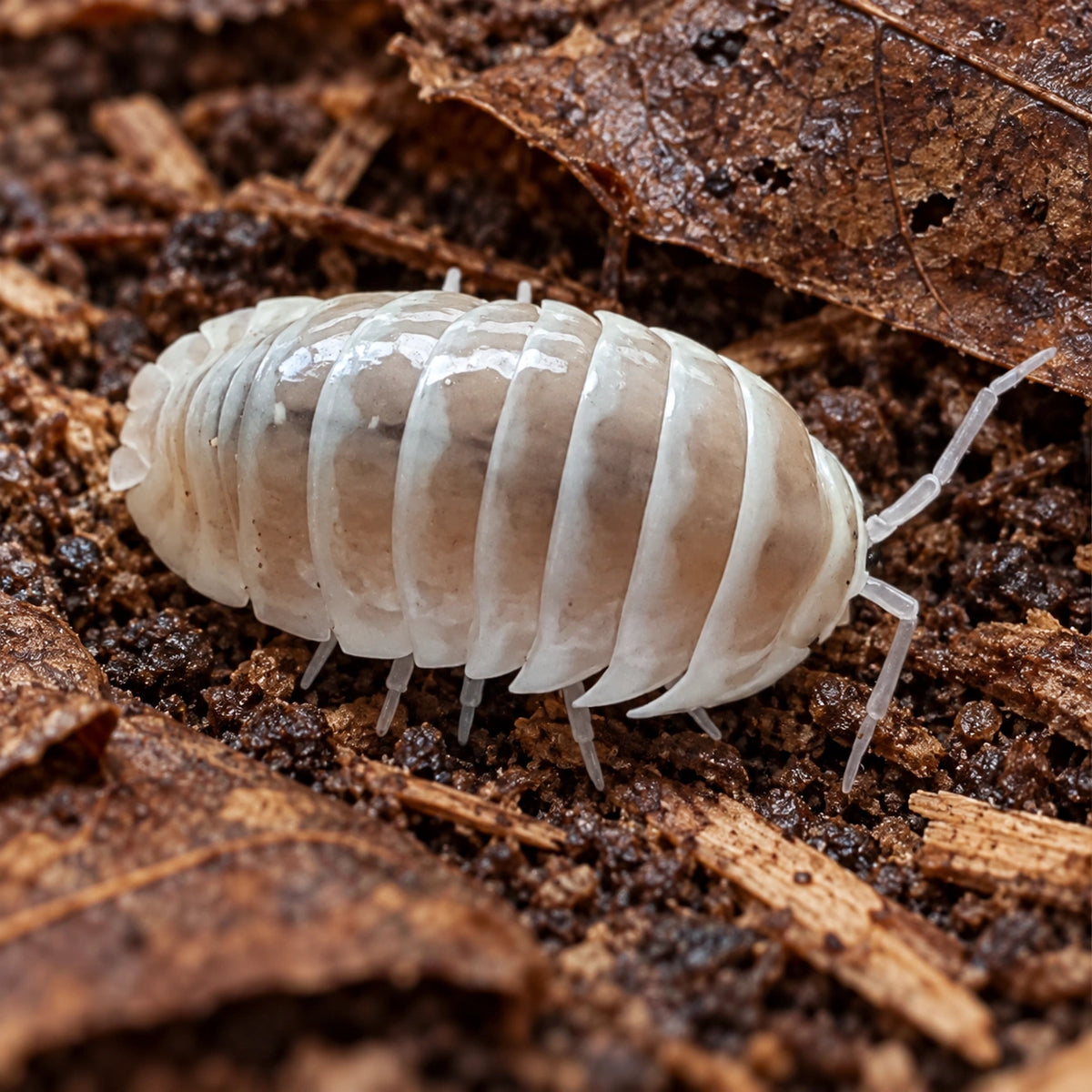 AI-generated reference-guided close view of Champagne Zebra isopod.